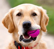 puppyschool